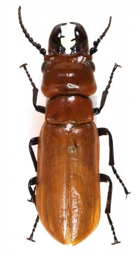 Réf. 232 283 : Synhoria senegalensis